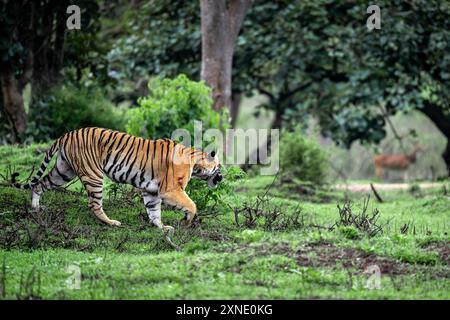 Una tigre che cerca una caccia Foto Stock