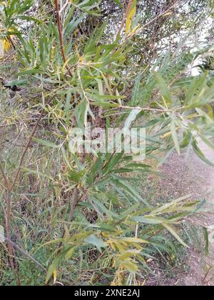 Narrowleaf Willow (Salix exigua) Plantae Foto Stock