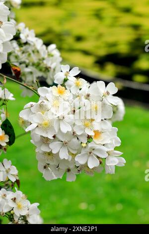 Fioritura di mele, Galles. Foto Stock