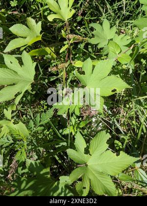 Luppolo giapponese (Humulus Scandens) Plantae Foto Stock