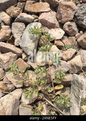 Spurge maculata (Euphorbia maculata) Plantae Foto Stock