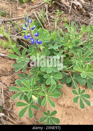 Sandyland Bluebonnet (Lupinus subcarnosus) Plantae Foto Stock