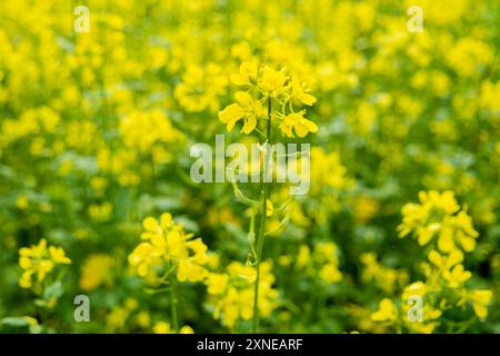 Fioritura di Barbarea vulgaris, chiamata anche crescione invernale. Fiori gialli di razzo invernale, crepuscolo, razzo giallo, razzo ferito. Sfondo naturale Foto Stock