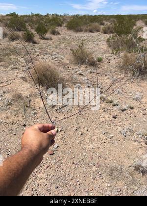 Little Desert Trumpet (Eriogonum trichope) Plantae Foto Stock