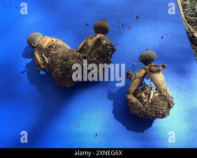 Funghi ad arco Earthstar (Geastrum fornicatum) Foto Stock