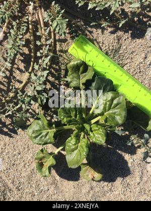 Little Desert Trumpet (Eriogonum trichope) Plantae Foto Stock