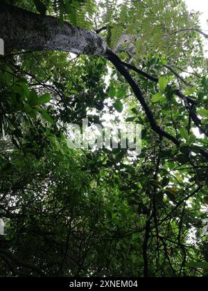 Pigeonwood (Hedycarya arborea) Plantae Foto Stock