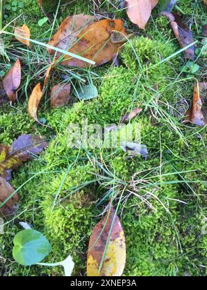 Muschio del collo dell'oca (Rhytidiadelphus) Plantae Foto Stock