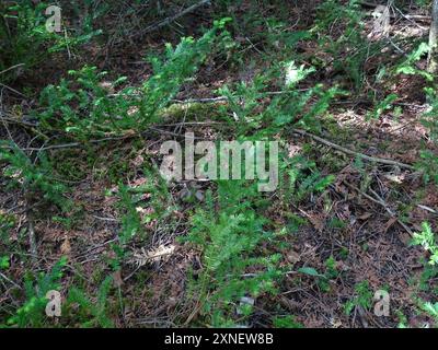 Tasso canadese (Taxus canadensis) Plantae Foto Stock