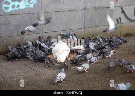 Cigno muta, oca grigia e piccioni comuni che mangiano semi sull'argine di Ballindamm ad Amburgo, Germania Foto Stock