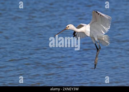 Cucchiaio eurasiatico / cucchiaio comune (Platalea leucorodia) giovanile, sbarco in acque poco profonde di paludi salate costiere / paludi salate in estate Foto Stock