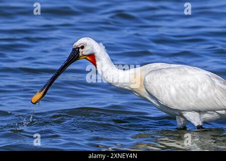 Beccuccio eurasiatico / beccuccio comune (Platalea leucorodia) adulto nella riproduzione di piumaggio in acqua poco profonda di paludi salate costiere in estate Foto Stock