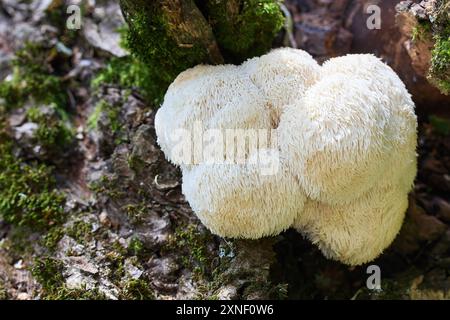 Il fungo Lion's Mane cresce su un tronco di muschio in una foresta. Foto Stock