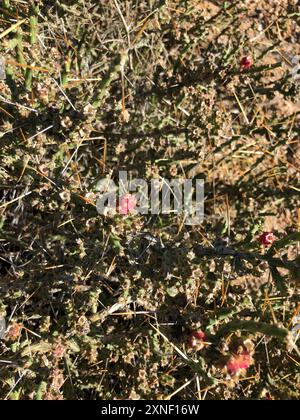 Christmas cholla (Cylindropuntia leptocaulis) Plantae Foto Stock