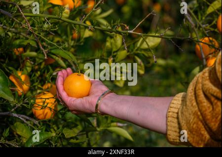 Donna che prende l'arancia dall'albero 2 Foto Stock