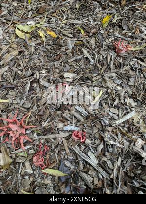 Funghi anemone stinkhorn (Aseroe rubra) Foto Stock