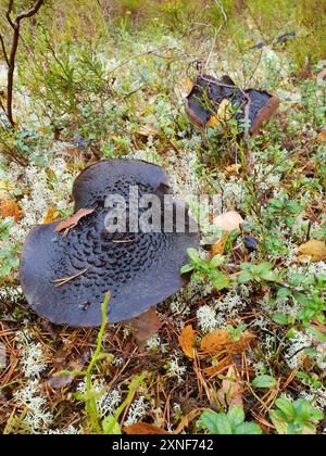 Funghi da Tooth (Sarcodon squamosus) Foto Stock