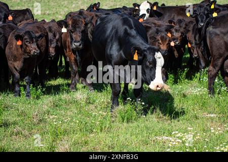 Black baldy e mucche e vitelli Angus incrociati in un pascolo primaverile con spazio negativo. Foto Stock