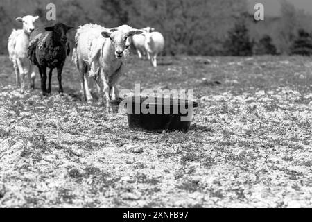 Immagine monocromatica di una vasca integratore in primo piano con un gruppo di pecore Katahdin che si avvicinano sullo sfondo con spazio negativo. Foto Stock