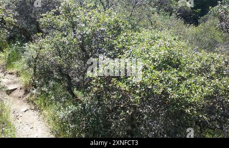 Quercia della California (Quercus berberidifolia) Plantae Foto Stock