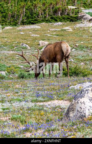 Alci nel parco nazionale delle Montagne Rocciose Foto Stock