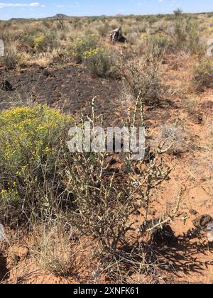 Christmas cholla (Cylindropuntia leptocaulis) Plantae Foto Stock