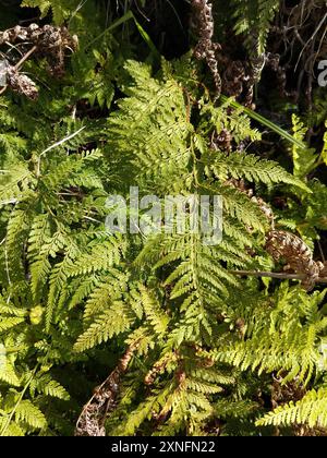 Felce dura (Paesia scaberula) Plantae Foto Stock