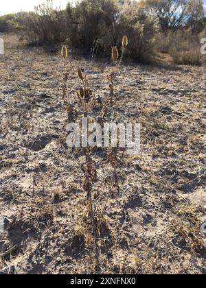 Papavero pungente del sud-ovest (Argemone pleiacantha) Plantae Foto Stock