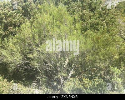 Inaka (Dracophyllum longifolium) Plantae Foto Stock