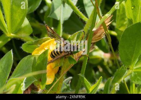 Bembecia ichneumoniformis, la falena a sei cinghie. Foto Stock