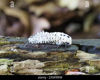 Zeuzera pyrina, la falena leopardata o la falena leopardata del leopardo, poggiata su un tronco. Foto Stock