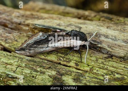 Sfinge ligustri, la falena del falco privet, poggiata su un tronco. Foto Stock