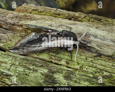 Sfinge ligustri, la falena del falco privet, poggiata su un tronco. Foto Stock