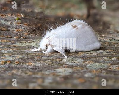 Sphrageidus similis, falena dalla coda gialla, falena dalla coda d'oro o falena del cigno. Foto Stock