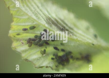 Un'immagine macro dettagliata di afidi raggruppati sotto una foglia, che mostra i loro piccoli corpi e le loro caratteristiche complesse. L'immagine acquisisce il delicato bilanciamento o Foto Stock