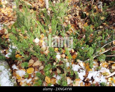 Tasso canadese (Taxus canadensis) Plantae Foto Stock