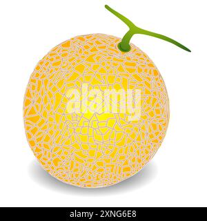 Melone giallo maturo isolato su fondo bianco. Illustrazione Vettoriale