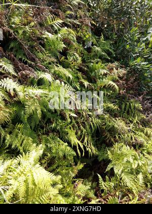 Felce dura (Paesia scaberula) Plantae Foto Stock