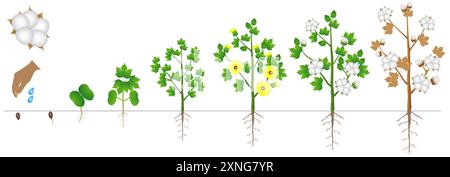 Ciclo di crescita di una pianta di cotone isolata su fondo bianco. Illustrazione Vettoriale