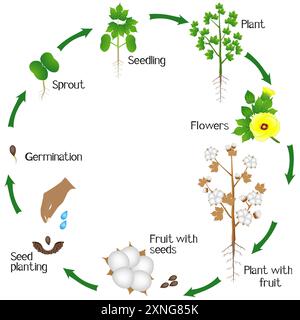 Ciclo di crescita di una pianta di cotone isolata su sfondo bianco. Illustrazione Vettoriale