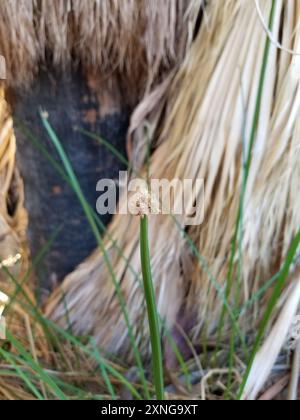 American Three-Square bulrush (Schoenoplectus americanus) Plantae Foto Stock