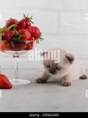 Un gattino di colore puntiforme è seduto su un tavolo di pietra accanto ad un vaso di fragole rosse mature Foto Stock