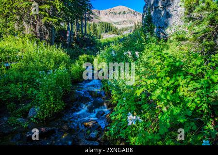 Inizio estate nel bacino di Albion nello Utah settentrionale, Stati Uniti. Le abbondanti fioriture di fiori selvatici creano una scena spettacolare per tutta la metà e la fine dell'estate. Foto Stock