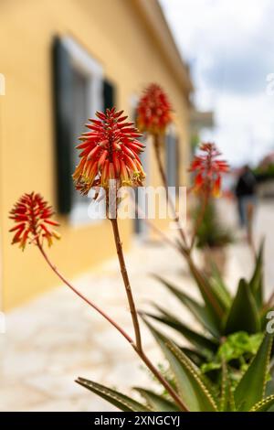 Aloe arborescens, l'aloe krantz o candelabra, una specie di piante succulente in fiore, fiori rossi, parete gialla sullo sfondo Foto Stock