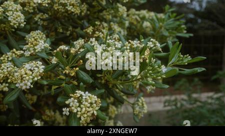 Un pittosporum tobira fiorito, comunemente noto come arancia finta giapponese, in piena fioritura all'aperto in puglia, italia, con foglie verdi lussureggianti e piccoli bianchi Foto Stock
