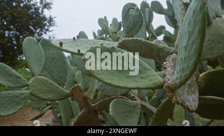 Il cactus di fichi d'India cresce all'aperto in puglia, italia, in una giornata nuvolosa, mostrando una verdeggiante flora del deserto in un giardino naturale. Foto Stock