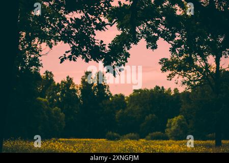 Sopra il prato e la foresta in fiore, il cielo è dipinto con le tenui sfumature di rosa del sole che tramonta. E' una bella serata d'estate, con una quie Foto Stock