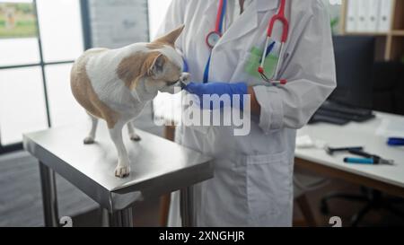 Donna ispanica veterinaria in clinica che esamina chihuahua cane su tavolo esame in interni, indossando uno stetoscopio e guanti blu Foto Stock