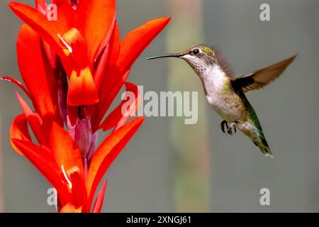 Una femmina di colibrì dalla gola rubina che visita un giglio canna per nutrirsi del nettare della fioritura. Foto Stock