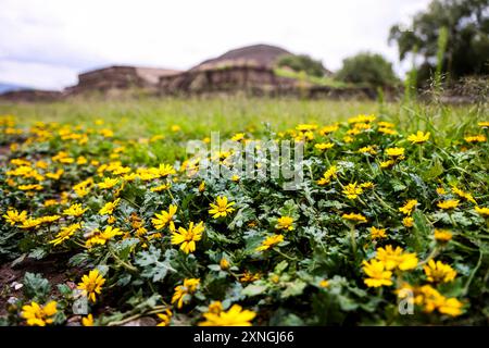 Zona archeologica di Teotihuacan, la città con le piramidi più grandi della Mesoamerica nello stato del Messico. Piramide del Sole a San Juan Teotihuacan Messico e Piramide della Luna a San Martin de las Pirámides Messico, fiori gialli Flores amarillas .. (Foto di Luis Gutierrez/ Norte Photo) zona Arqueológica de Teotihuacán, la ciudad con las Pirámides más grandes de Mesoamérica en Estado de México. Pirámide del Sol en San Juan Teotihuacán Mexico y Pirámide de la Luna en San Martín de las Pirámides Mexico, la Serpiente Emplumada o Quetzalcóatl y Palacio de Quetzalpapálotl. Base pi Foto Stock